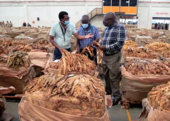 Zimbabwe's Tobacco Production To Drop By 10%, Here's Why