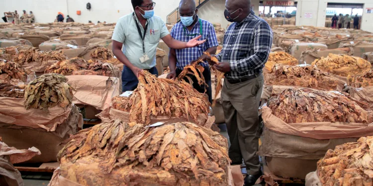 Zimbabwe's Tobacco Production To Drop By 10%, Here's Why