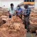 Zimbabwe's Tobacco Production To Drop By 10%, Here's Why
