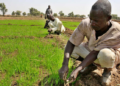 Nigerian Farmers Forced To Pay "Harvest Levies" To Bandits For Safety