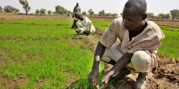 Nigerian Farmers Forced To Pay "Harvest Levies" To Bandits For Safety