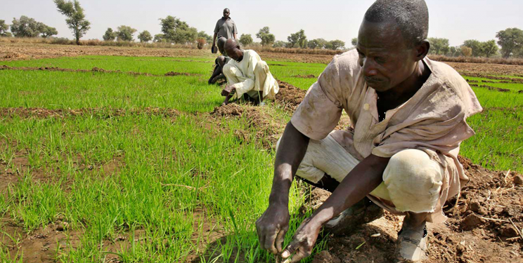 Nigerian Farmers Forced To Pay "Harvest Levies" To Bandits For Safety