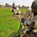 Nigerian Farmers Forced To Pay "Harvest Levies" To Bandits For Safety