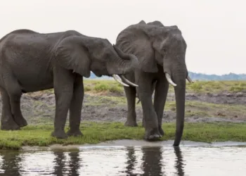 Botswana To Germany: We Will Send You 20,000 Elephants To Live With