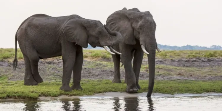Botswana To Germany: We Will Send You 20,000 Elephants To Live With - President Mokgweetsi Masisi of Botswana has threatened to send 20,000 elephants to Germany. Botswana To Germany: We Will Send You 20,000 Elephants To Live With