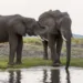 Botswana To Germany: We Will Send You 20,000 Elephants To Live With