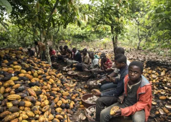 Why Côte d'Ivoire Is Increasing Cocoa Price