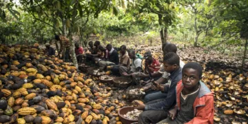 Why Côte d'Ivoire Is Increasing Cocoa Price