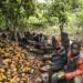 Why Côte d'Ivoire Is Increasing Cocoa Farm Gate Price - Cocoa farm gate price more than tripled last year as disease and bad weather conditions pushed global markets into the red for a third consecutive year. However, this is not yet reflected in the official farmgate prices charged by producers in top producer Côte d'Ivoire for their beans. Why Côte d'Ivoire Is Increasing Cocoa Price