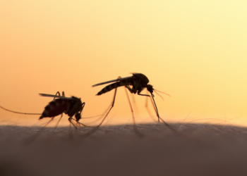 Expert Raises Alarm As Mosquito-Borne Diseases Spread