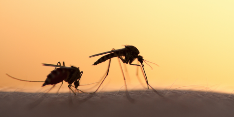 Expert Raises Alarm As Mosquito-Borne Diseases Spread