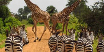 Tourism In Tanzania Faces Threat, Here’s Why