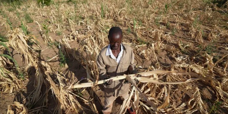 Zimbabwe's Drought To Leave Millions Of People Hungry