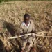 Zimbabwe's Drought To Leave Millions Of People Hungry - Zimbabwe's drought will leave millions of people hungry as the year (2024) progresses. Zimbabwe's Drought To Leave Millions Of People Hungry
