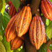West Africa's Bumper Harvest Prospects Send Cocoa Prices Tumbling - Global cocoa markets are experiencing a notable shift as prospects of a robust harvest in West Africa drive prices to their lowest in a month. March ICE NY cocoa (CCH26) today saw a decline of -23 points, registering a -0.39% drop, while March ICE London cocoa #7 (CAH26) fell by -31 points, a -0.72% decrease. This downturn underscores the profound influence of weather patterns and agricultural output from the world's primary cocoa-producing region on an industry that touches everything from global commodity traders to the everyday consumer's chocolate bar. West Africa's Bumper Harvest Prospects Send Cocoa Prices Tumbling - January 9, 2026